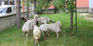 Babo koyunlar, karakol bahesine gtrld