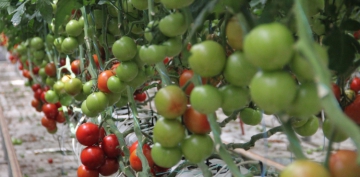 Kat Atk Depolama Tesisi'nde, yllk 500 ton domates retiliyor  