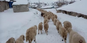 Kayseri'de yaylada mahsur kalan 4 oban ile 2 bin kkba hayvan kurtarld
