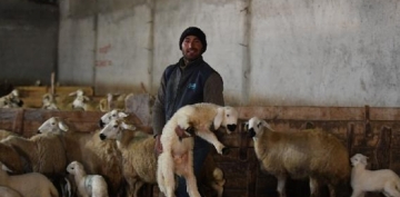 Szlemeli retmenlii brakt, 600 koyunluk srnn sahibi oldu