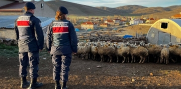 Kaybolan 150 kkba hayvan, sahibine teslim edildi