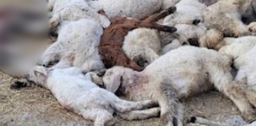 Krediyle ald koyunlarnn kuzularna sokak kpekleri saldrd: 33 kuzu telef oldu 