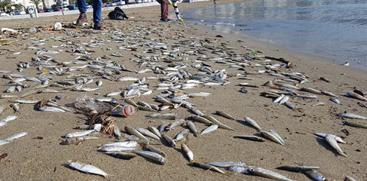 Alanya'da telef olmu binlerce balk sahile vurdu