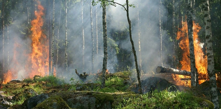 Sibirya'da 3 milyon hektar orman kl oldu