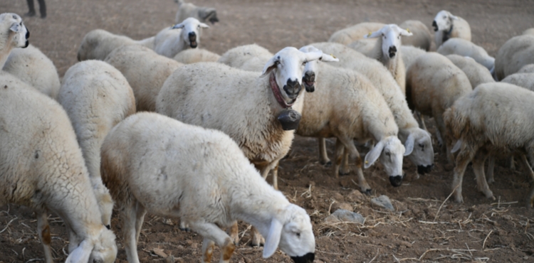 BAŞKAN BÜYÜKKILIÇ’IN PROJESİ İLE KIRSALDA KOYUN SAYISI ARTTI, MERALAR CANLANDI