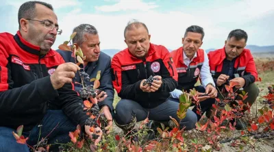 SAFRAN ÜRETİLDİ, ARONYA HASADI YAPILDI