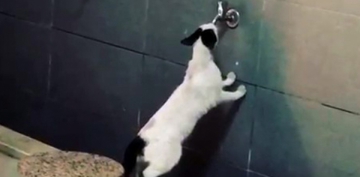 Sıcaktan bunalan sevimli kedi akmayan musluktan su içmeye çalıştı