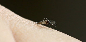 ABD'de sivrisinekler lmcl virs tayor