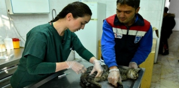 Ankara Bykehir'den acil durumlarda hayvanlara mdahaleye ilikin ilk yardm eitimi