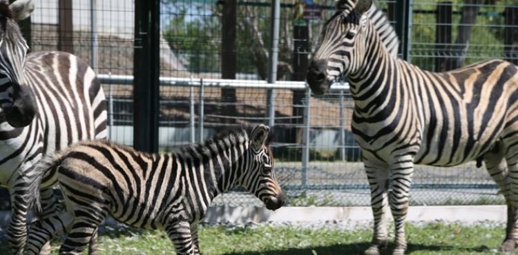 Büyükşehir Hayvanat Bahçesi’nde Yeni Doğan Zebra İlgi Odağı Oldu