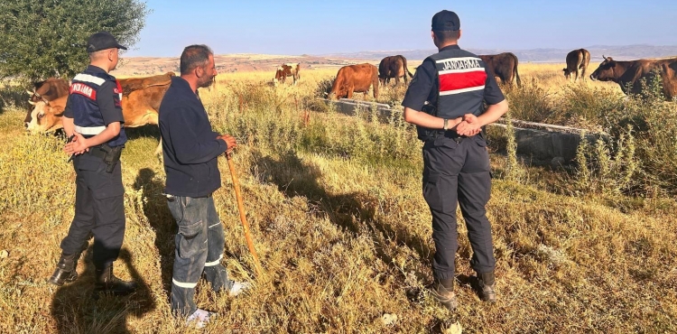 Jandarma ekipleri kayp hayvanlar bularak sahibine teslim etti