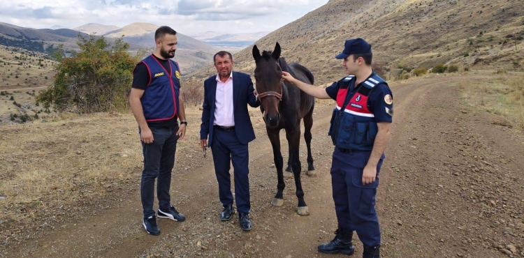 Sarzda hrszlk olay: alnan yar at bulundu