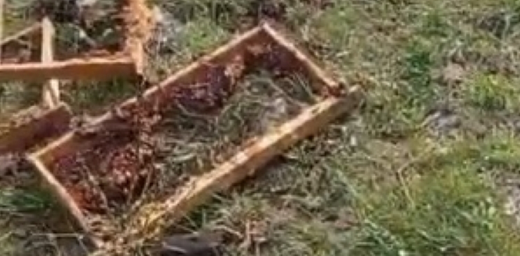 Yaylaya inen ayı, arı kovanlarını parçaladı