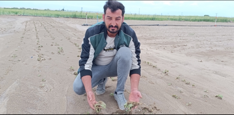 Kayseri'de saanak ve dolu nedeniyle tarm arazileri zarar grd
