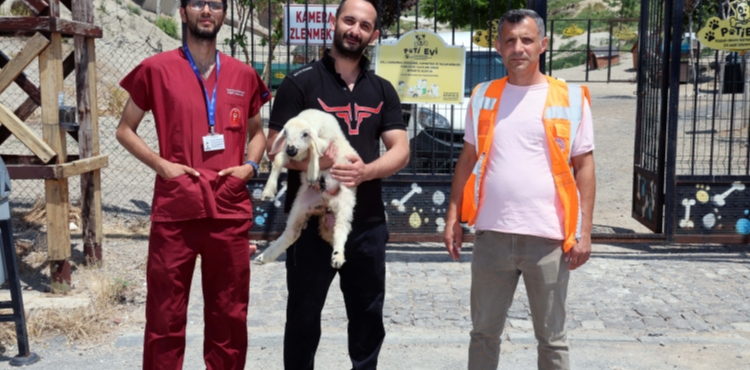 KAÇAK KOYUN VE KUZULAR İÇİN EVE DÖNÜŞ VAKTİ