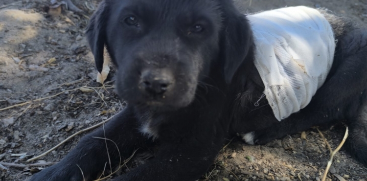 Kayseri’de köpeklerin saldırdığı yavru köpek, tedaviye alındı
