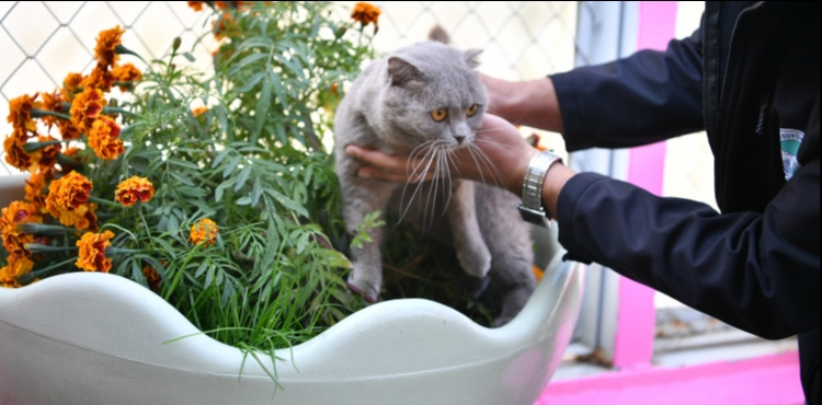 BYKEHRDEN PATL DOSTLARA YAAM DESTE: KED BAKIM EV RNEK HZMET SUNUYOR