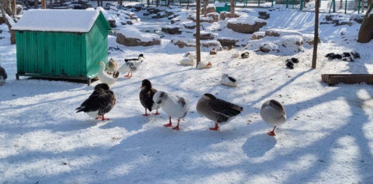 Be�tepeler�de k�� manzaralar� kartpostall�k g�r�nt�ler olu�turdu