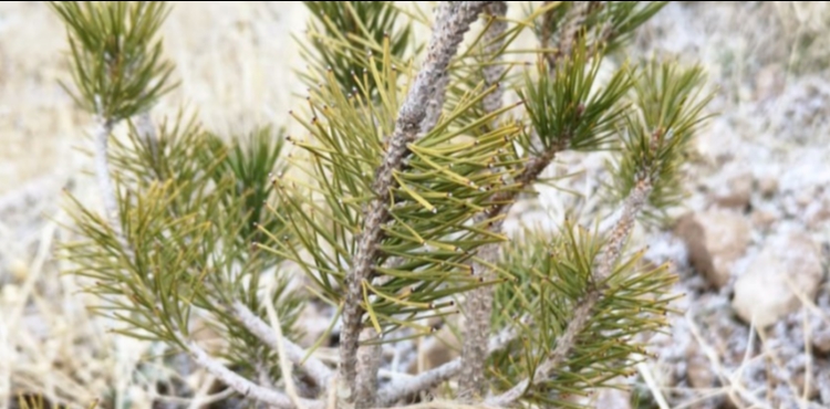 TALAS BELED�YES�NDEN GELECE�E NEFES