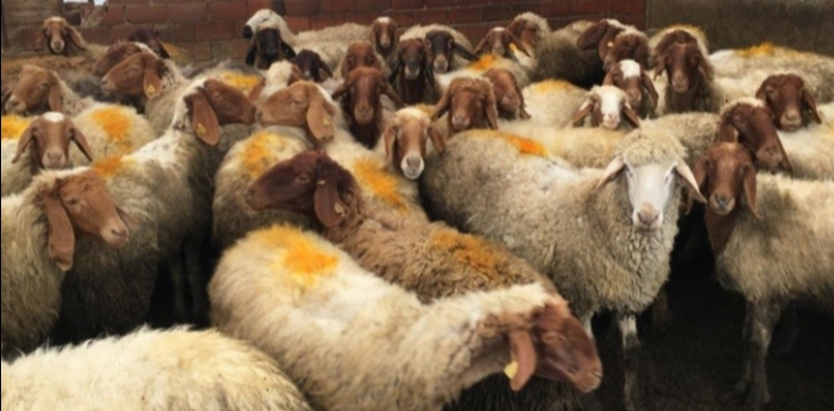 Kayseri'de k���kba� hayvan say�s� 1 milyon 150 bine ula�t�