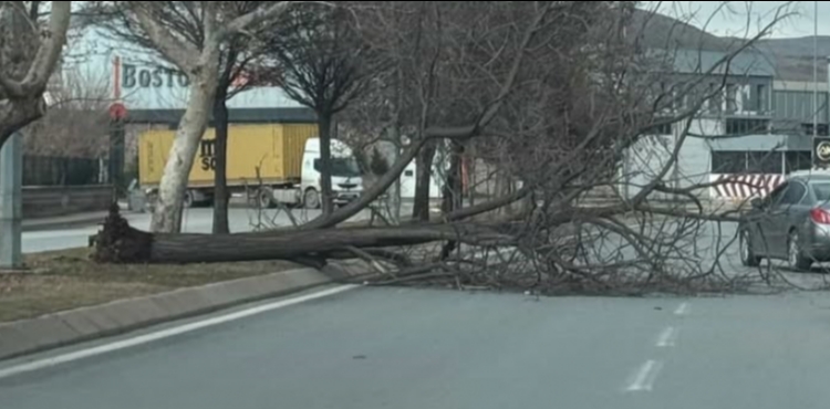 Kayseri�de �iddetli r�zgar a�ac� k�k�nden s�kt�