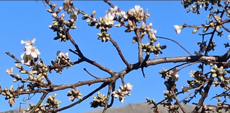 Yahyal��da badem a�ac� �ubatta �i�ek a�t�