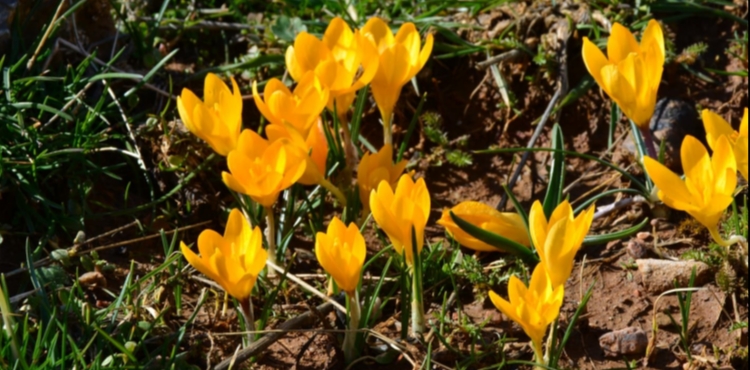 Kayseri'de bahar�n m�jdecisi sar� �i�demler �i�ek a�t�