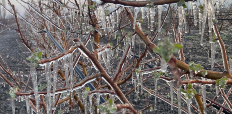 3 il�ede �reticiler zirai dona kar�� sprinkler  sistemiyle �nlem ald�