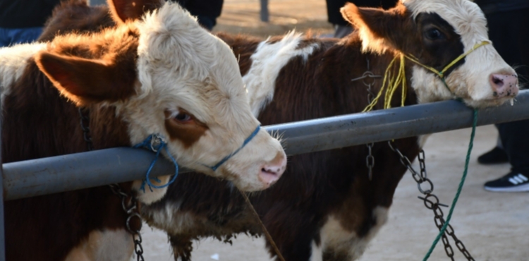 Kayseri�de Kurbanl�k Tavsiye Fiyatlar� A��kland�