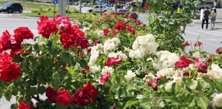 TALAS'TA ���EK YILINDA SAHNE G�LLER�N 