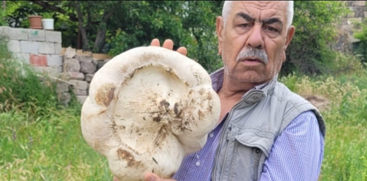 Kayseri�de 3 kilo 400 gram mantar buldu