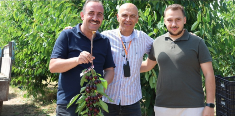 �ncesu�nun kirazlar� Avrupa�ya ihra� ediliyor