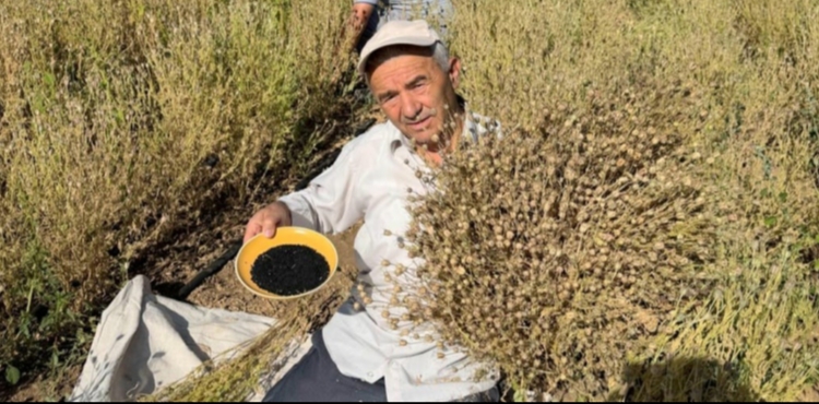 Develi'de ��rek otu hasad� ba�lad�
