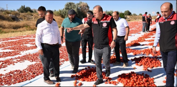 Ye�ilhisar�da �retilen domatesler kurutularak ihra� ediliyor