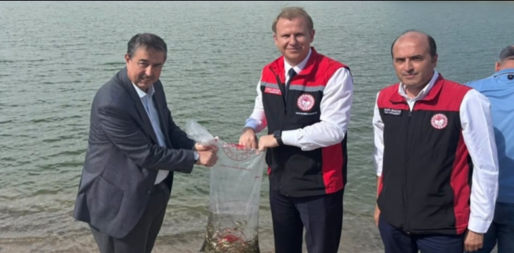 AKK�Y BARAJI�NA YAVRU SAZAN BALIKLARI BIRAKILDI