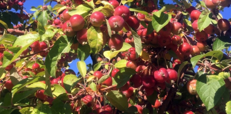AL� DA�I 360 KAFE�DE S�S ELMASI BEREKET�
