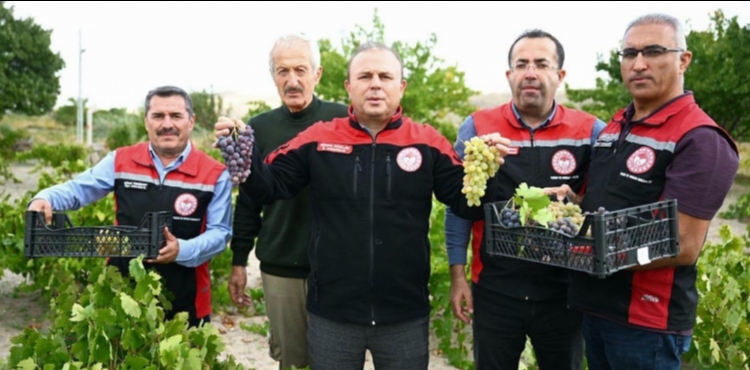 �ncesu�da ba� bozumu yap�ld�, aspir ya�� �retimi incelendi