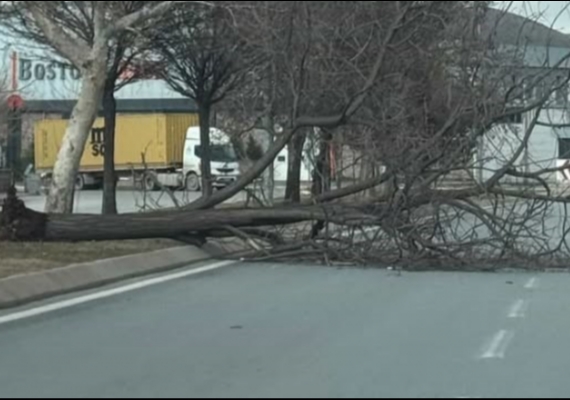 Kayseri�de �iddetli r�zgar a�ac� k�k�nden s�kt�