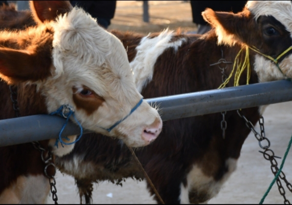 Kayseri�de Kurbanl�k Tavsiye Fiyatlar� A��kland�