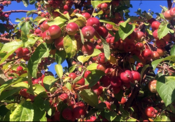 AL� DA�I 360 KAFE�DE S�S ELMASI BEREKET�