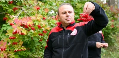Akkışla’da gilaburu hasadı yapıldı